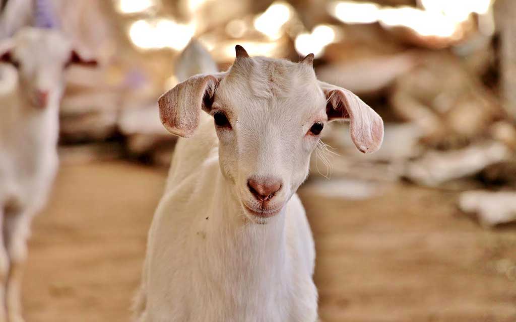 Productos Veterinarios para Caprinos