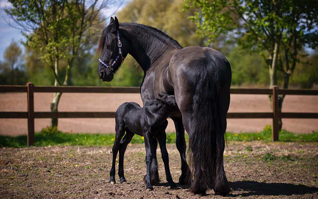 Productos Veterinarios para Equinos