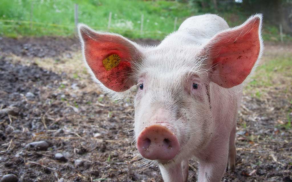 Productos Veterinarios para Porcinos